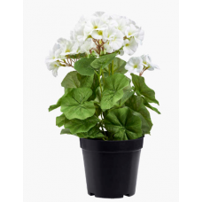Декоративное растение в пластиковом горшке 35 см белая герань