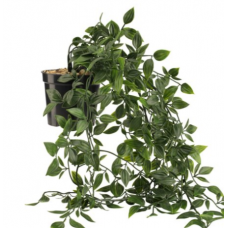 Искусственное растение OLIVER 70см вьюн